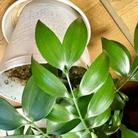 ナギ,とにかくGS 楽しもう！の画像
