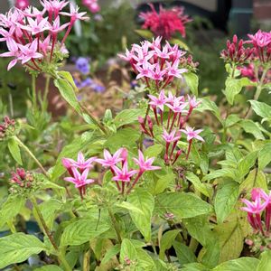 ペンタス,ルリマツリ,ガーデニング,花のある暮らし,ナチュラルスタイルの画像