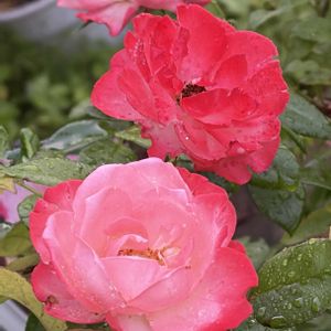 薔薇 ノスタルジー,ガーデニング,花のある暮らし,ナチュラルスタイル,薔薇のある暮らし♡の画像