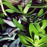葉っぱ,アマガエル,#多肉#多肉植物#たにく,カエル倶楽部♡,窓辺の画像