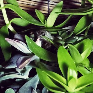 葉っぱ,アマガエル,#多肉#多肉植物#たにく,カエル倶楽部♡,窓辺の画像