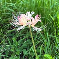 ヒガンバナ,ヒガンバナ,癒し,花のある暮らし,iPhone撮影の画像