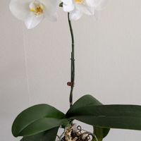 胡蝶蘭,phalaenopsisの画像