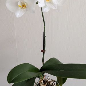 胡蝶蘭,phalaenopsisの画像