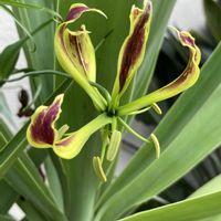 グロリオサ,お花に癒されて,おうち園芸,２０２０年５月同期,ＧＳの皆様に感謝の画像
