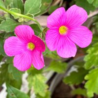 オキザリス,オキザリス,癒し,花のある暮らし,iPhone撮影の画像