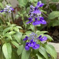 ブルーサルビア,サルビア サリーファン,紫の花,植物に癒されて,おうち園芸の画像
