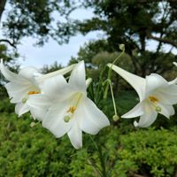 テッポウユリ,テッポウユリ,テッポウユリ,テッポウユリ,テッポウユリの画像