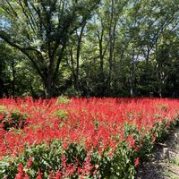 サルビア,京都府立植物園の画像