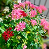 ペンタス,ガーデニング,プランター,ピンクの花,花のある生活の画像