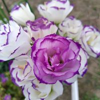 トルコキキョウ,乙女心,ガーデニング,紫の花,かわいいな♡の画像
