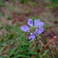 マツムシソウ,松虫草 ～꙳⋆*◌の画像