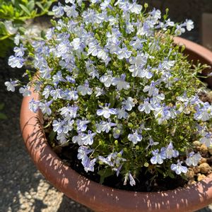 ロベリア,植木鉢,玄関アプローチの画像