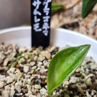 アグラオネマ,アグラオネマサムレモ,サムレモ,茎伏せ,映画レオンのグリーンの画像