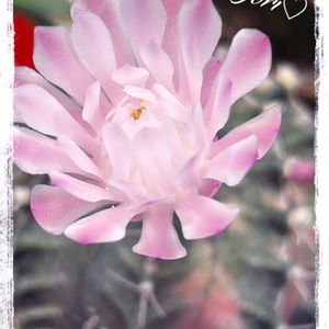 ギムノカリキウム ミハノビッチ バリエガータ,サボテンの花,GSのみなさんに感謝♡,おひさしぶりです,お疲れ様です♡の画像