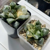 ハオルチア,多肉植物,観葉植物,ハオルチア属,窓際の画像