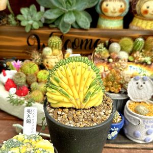 ポーチュラカ,ポーチュラカ マジカルキューティー,パチャノイ綴化,多肉植物,夏野菜の画像