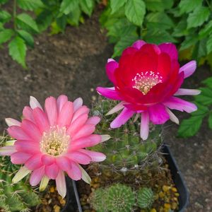 サボテン,花サボテン,多肉植物,サボテンの花,花のある暮らしの画像