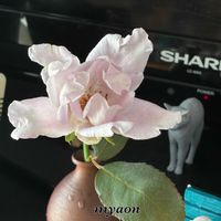 ゲッカビジン,セッコク,月下美人,アナベル,果物いろいろの画像