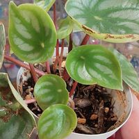 ペペロミア,ペペロミア・アルギレイア（スイカペペ）,成長記録,植物だいすき,植物大好きの画像
