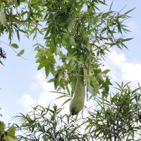 ヘチマ,ヘチマ,無農薬野菜,家庭菜園,畑の画像