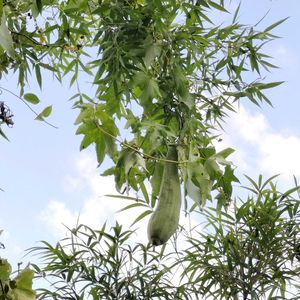 ヘチマ,ヘチマ,無農薬野菜,家庭菜園,畑の画像