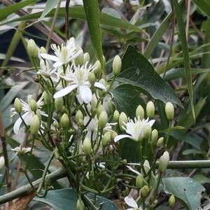 センニンソウ,センニンソウ,無農薬野菜,家庭菜園,畑の画像