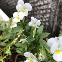 ビオラ,長生きの画像