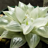 ハオルチア,ハオルチア,旧氷砂糖,多肉植物,ハオルチア属の画像