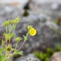 スミレ,ミヤマキンバイ,ミヤマキンポウゲ,サルメンエビネ,山野草の画像