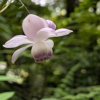 レンゲショウマ,ノリウツギ,山野草,ヤマアジサイ, 森の妖精の画像