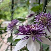 センニンソウ,センニンソウ,千日紅,千日紅,アベリアの画像