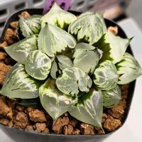 ハオルチア,ハオルシア,伊舎那天No.1,多肉植物,エケベリア属の画像