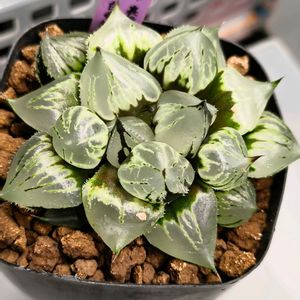 ハオルチア,ハオルシア,伊舎那天No.1,多肉植物,エケベリア属の画像