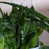 サンスベリア,多肉植物,葉挿し,多肉寄せ植え,実生苗の画像