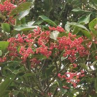 ガウラ,ハイビスカス,サンゴジュ,五色トウガラシ,花のある暮らしの画像