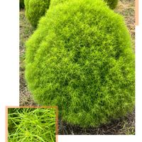 コキア,ウォーキングの楽しみ,もふもふの画像