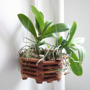 胡蝶蘭,胡蝶蘭,観葉植物,洋蘭,グリーンインテリアの画像