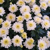 ボンザマーガレットの画像