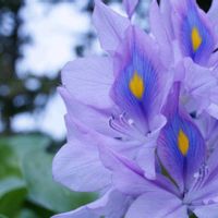 ホテイアオイ,可愛いお花達,世界に平和を,お花散歩,いつもありがとう(^-^)の画像