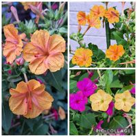 オシロイバナ,キバナコスモス,いつもありがとう♡,素敵な出会いに感謝,神様ありがとうの画像