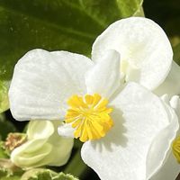 ベゴニア,白い花,今日も元気で,今日も笑顔で♡,花を通じて愛と平和をの画像