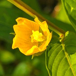 ヒレタゴボウ,ヒレタゴボウ,ヒレタゴボウ(アメリカミズキンバイ),ヒレタゴボウの花,ヒレタゴボウの花の画像