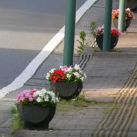 ベゴニア,ベゴニア,道路沿い,Juneの会,秘密の花園♡の画像
