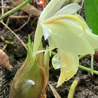 ミョウガの画像