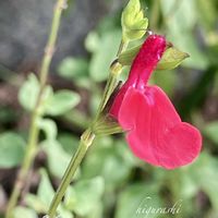 セージ,チェリーセージ ホットリップス,スーパーサルビア•ロックンロール,花のある暮らし,GSに感謝。の画像