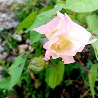 メロン,ハイビスカス、黄色の八重,わたの花,棉(わた),ドライフラワーの画像