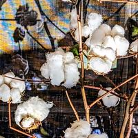 ワタ,今日のお花の画像
