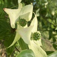 ヤマボウシ,ヤマボウシ,白い花,癒し,ホワイトの画像