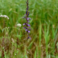サワギキョウ,自生,多年草,秋の気配,在来種の画像